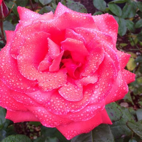 Fragrant Cloud Hybrid Tea Rose