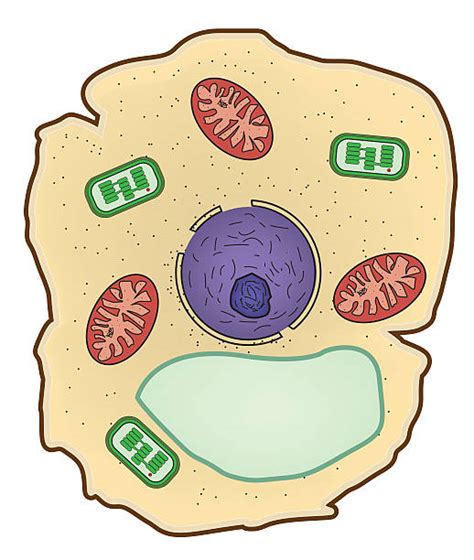 Cytoplasm Clip Art Illustrations Royalty Free Vector Graphics And Clip