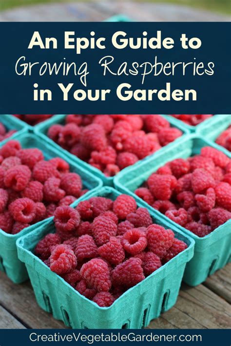 Container Gardening Raspberries Garden Plant