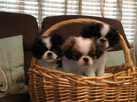 Japanese Chin Puppies For Sale Bradenton Fl 305111