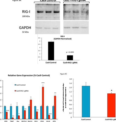 Figure 9 From A Gtpase Activating Proteinbinding Protein G3bp1