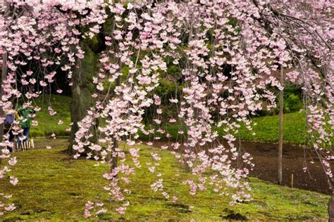 11 Best Weeping Flowering Trees For Small And Big Gardens Alike With
