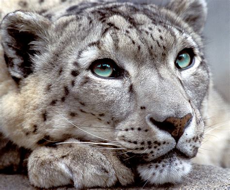 Close Up Of A Majestic Snow Leopards Face Rinterestingasfuck