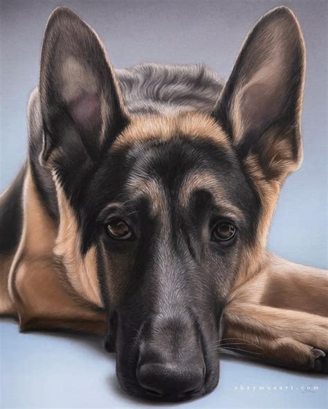 Hope This Is Allowed Latest German Shepherd Portrait Created By Me