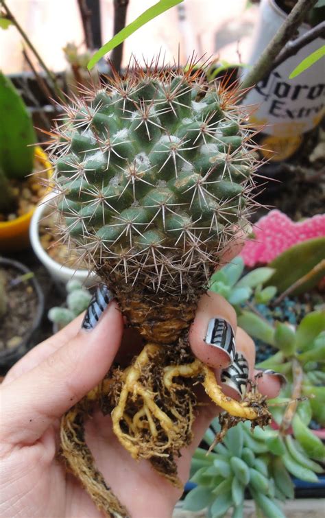 Sustrato específico para el cultivo de cactáceas, suculentas, palmas y cítricos, enriquecido con nutrientes y ph ideal. 5 consejos para cultivar suculentas | saperes
