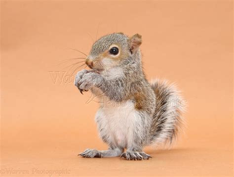 Young Grey Squirrel Eating Hazelnut On Brown Background Photo Wp33111