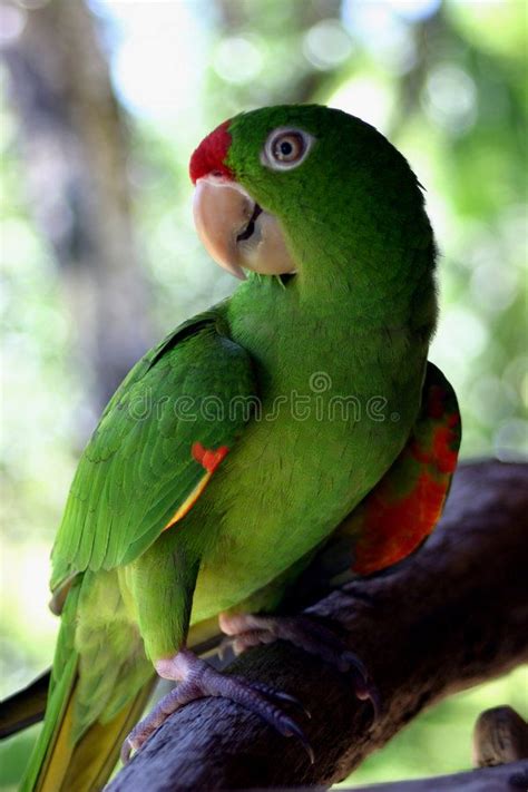 Costa Rican Parrot Green Parrot In Costa Rica Aff Rican Costa
