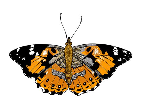 Painted Lady Butterfly Illustrated One Illustration A Day