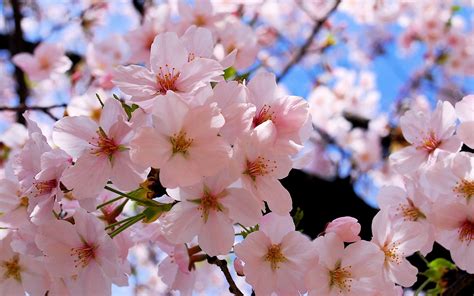 фото цветы сакура Fast Images Cherry Blossom Season Sakura Flower