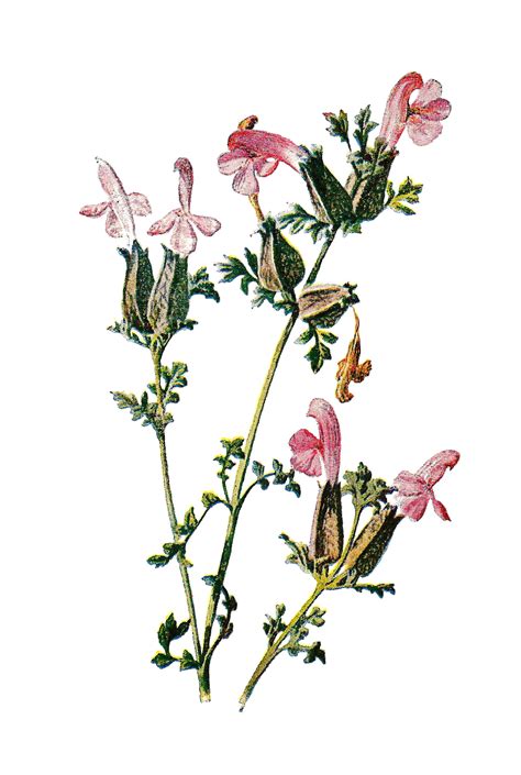 Antique Images Stock Flower Image Wildflower Illustration