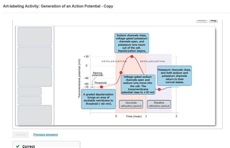 Art Labeling Activity Generation Of An Action Potential Diagram Quizlet