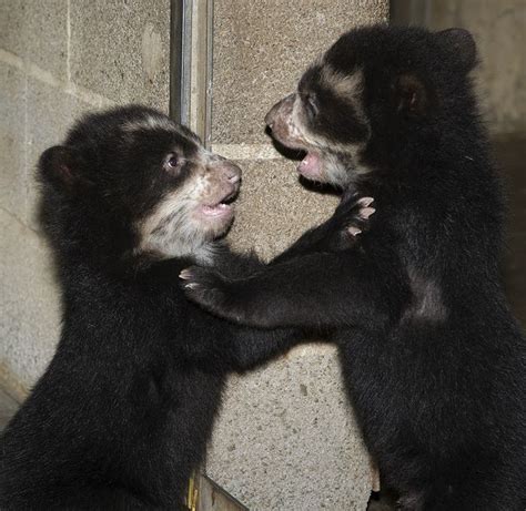 Andean Bear Cubs Flickr Photo Sharing Baby Bear Cub Bear Cubs