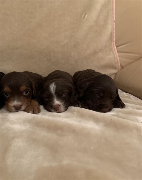 Cocker Spaniel Puppies For Sale Now! - PetDeals.co.uk