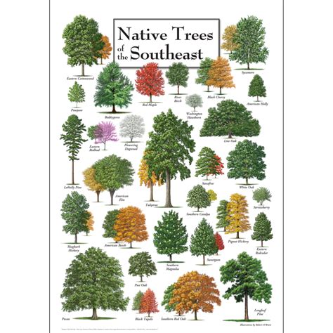 Native Trees Of The Southeast Poster New Earth Sky Water