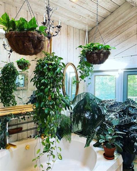 18 Best Hanging Plant Ideas For Bathroom That Will Make It
