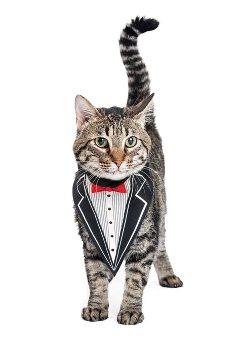 Cat Wearing A Tuxedo Ubicaciondepersonascdmxgobmx