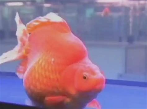 China Holds A Beauty Pageant For Goldfish Practical Fishkeeping