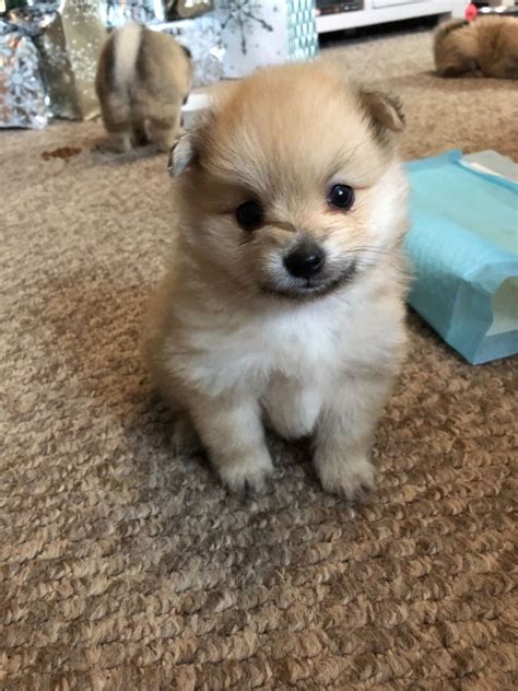We send you healthy teacup puppies safely to any place in the world. Teacup Pomeranian puppies for sale | Lichfield ...