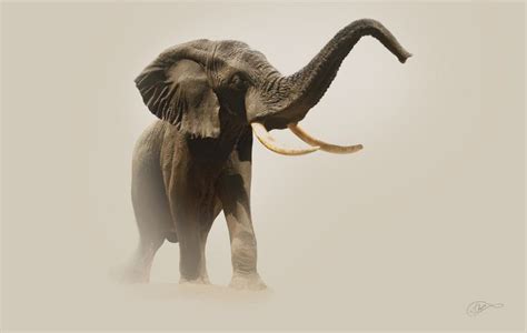 Sound The Trumpet Elephant Pictures Wildlife Elephant