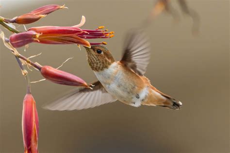 National Geographic Documentary Hummingbirds Swarm Feeder Bbc