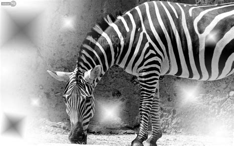 Cool Zebra Wallpapers Top Free Cool Zebra Backgrounds Wallpaperaccess