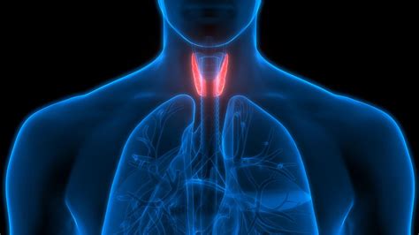 Endocrine Disorders Thyroid Parathyroid And Adrenal Surgery