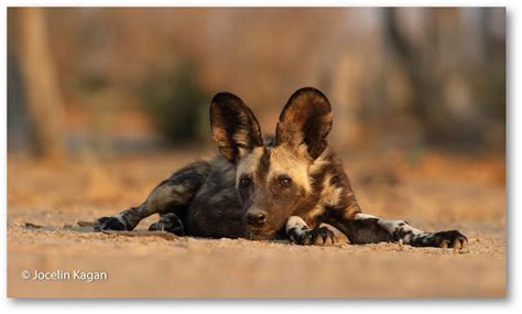 Wild Dogs Misunderstood And Endangered Brought Into Sharp Focus
