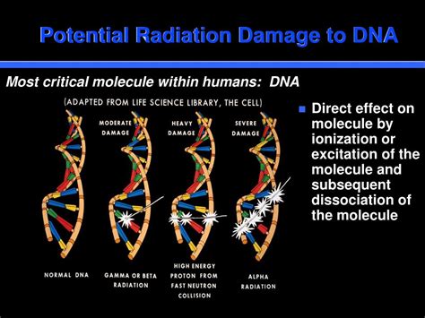 Ppt Biological Effects Of Ionizing Radiation Powerpoint Presentation
