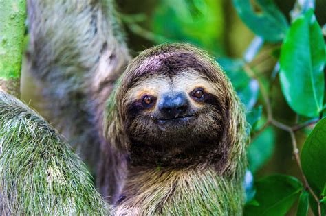 Sloths Poop Once A Week Plus 7 Other Facts About Sloths You Didnt