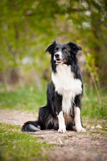 Border Collie Black And White Mix