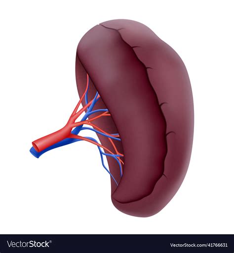 Human Spleen Organs Collection Realistic 3d Vector Image