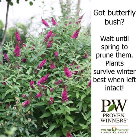 Pruning A Butterfly Bush Ulitave888