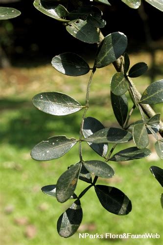 Nparks Limonia Acidissima