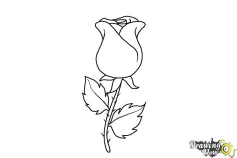Rose Drawing For Beginners At Explore Collection