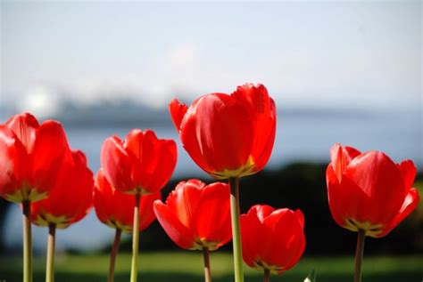 Terdapat sekitar 100 jenis tulip di alam. My Blog: Galeri Aneka Gambar Bunga Tulip Cantik Warna-Warni