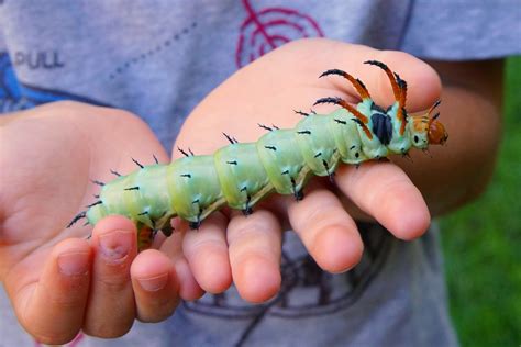 100 Species Of Caterpillars In North Carolina With Pictures Animal Hype