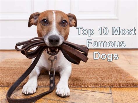 Top 10 Most Famous Dogs Of All Time