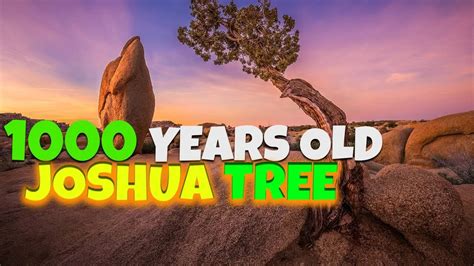 Amazing Facts About Deserts The Oldest Joshua Tree Animals In The