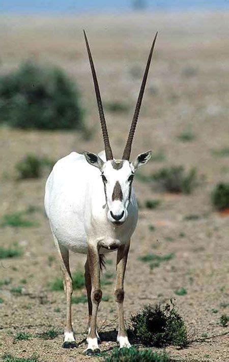 Image result for ‫المها العربي‬‎ | Arabian oryx, Pictures ...