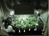 How To Grow Marijuana Indoor Guide