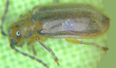 CHRYSOMELIDAE Pyrrhalta Viburni Skeletonizing Leaf Beetle BugGuide Net