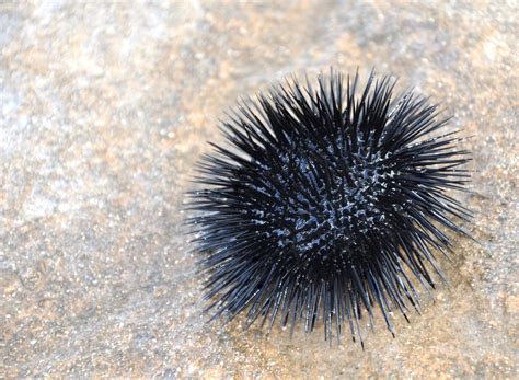 What Do Sea Urchins Eat American Oceans