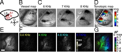 Local Homogeneity Of Tonotopic Organization In The Primary Auditory