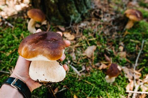 White Mushroom In The Hands Of A Man Mushrooms Picker Mushroomer