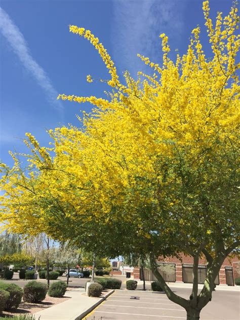 Blooming Palo Verde Tree