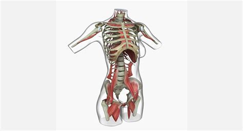 The human body has three different types of muscles. Female Torso Muscle Anatomy 3D Model