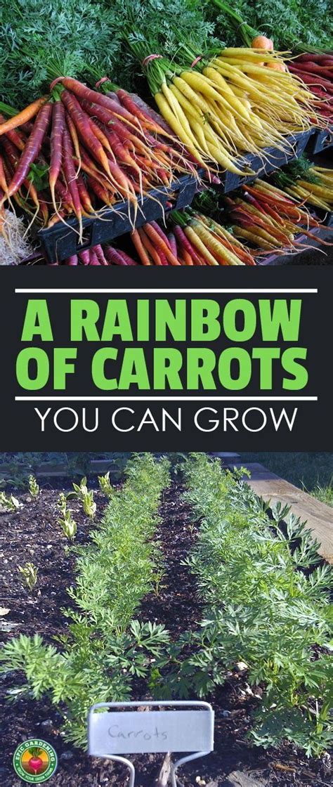 Carrots need to be thinned out in a hydroponic system just as they need to be when grown in soil, and for the same reasons. Not Just For Bunnies: Growing Carrots In Your Home Garden ...