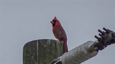 Beautiful Cardinal Singing In The Morning Youtube