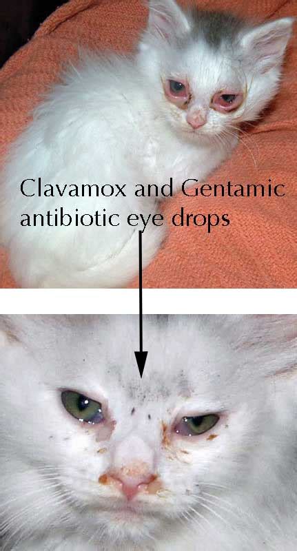 Blepharitis is typically continual (persistent). Picture of Cat with Conjunctivitis - PoC