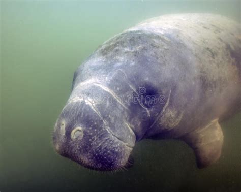 West Indian Manatee Trichechus Manatus In Crystal River Florida